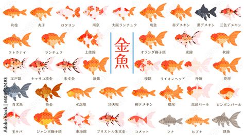 金色の金魚|金魚の種類（品種）一覧を紹介します